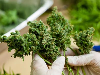 Experience CBD OG Kush Confidence: Lab-Verified by Our Qualified Medical Team