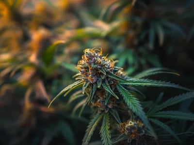 Premium Jealousy strain for Cannabis Lovers Who Value Quality and Potency