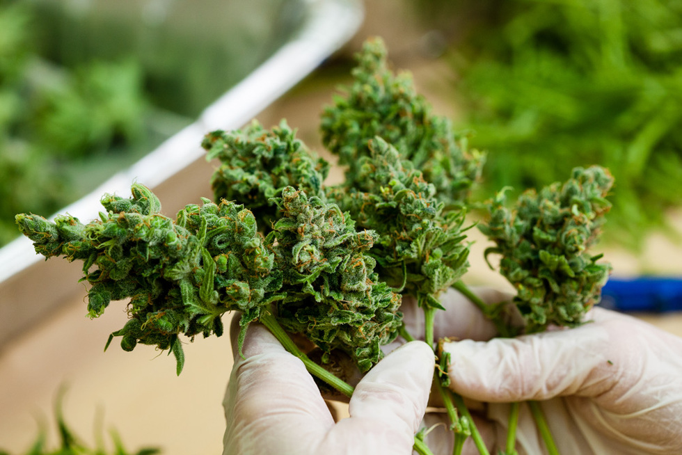 Experience CBD OG Kush Confidence: Lab-Verified by Our Qualified Medical Team