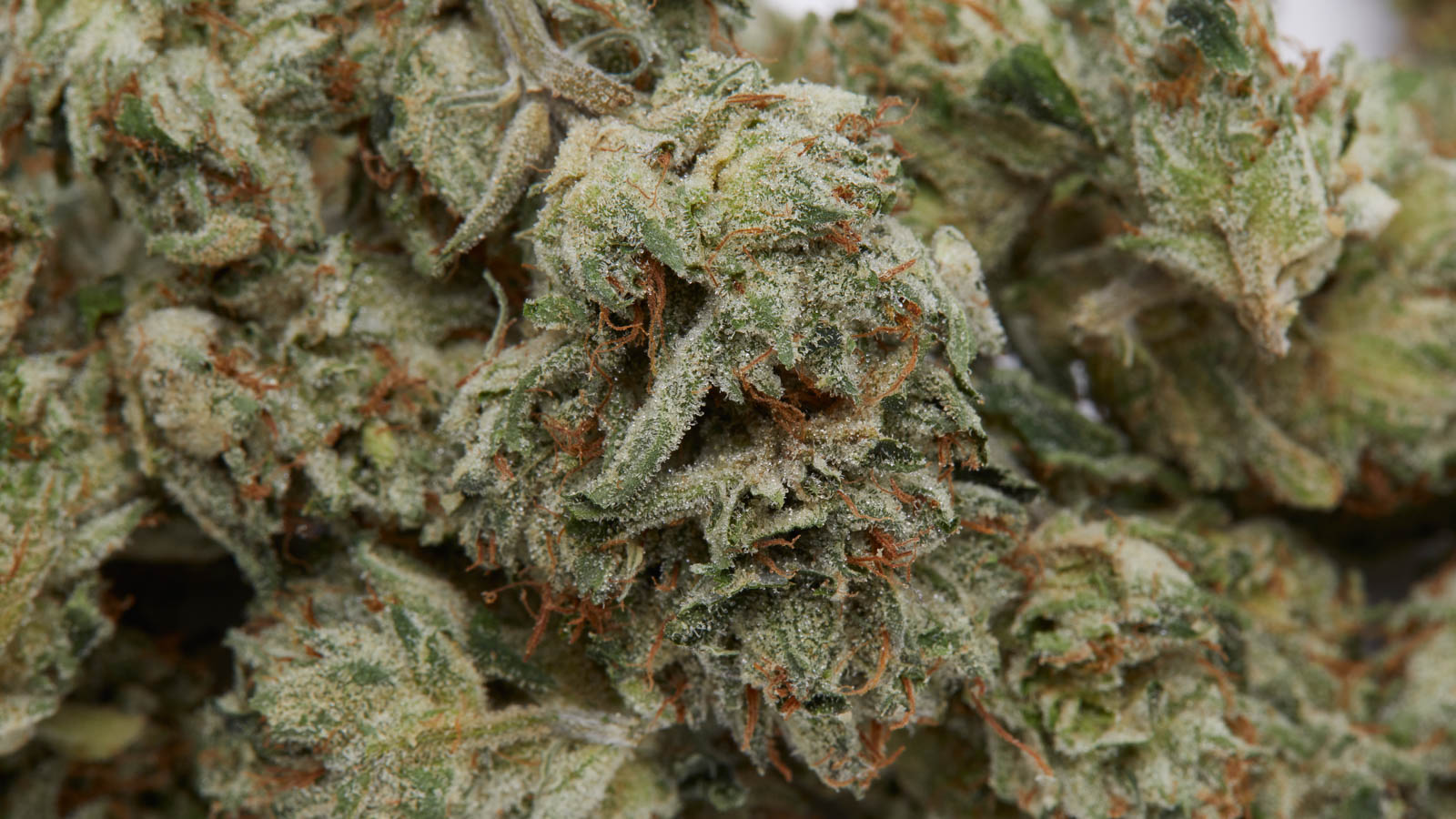 Calidad y variedad en flores pequeñas: descubre CBD small buds supplier con aromas intensos y formatos ideales para comprar al por mayor