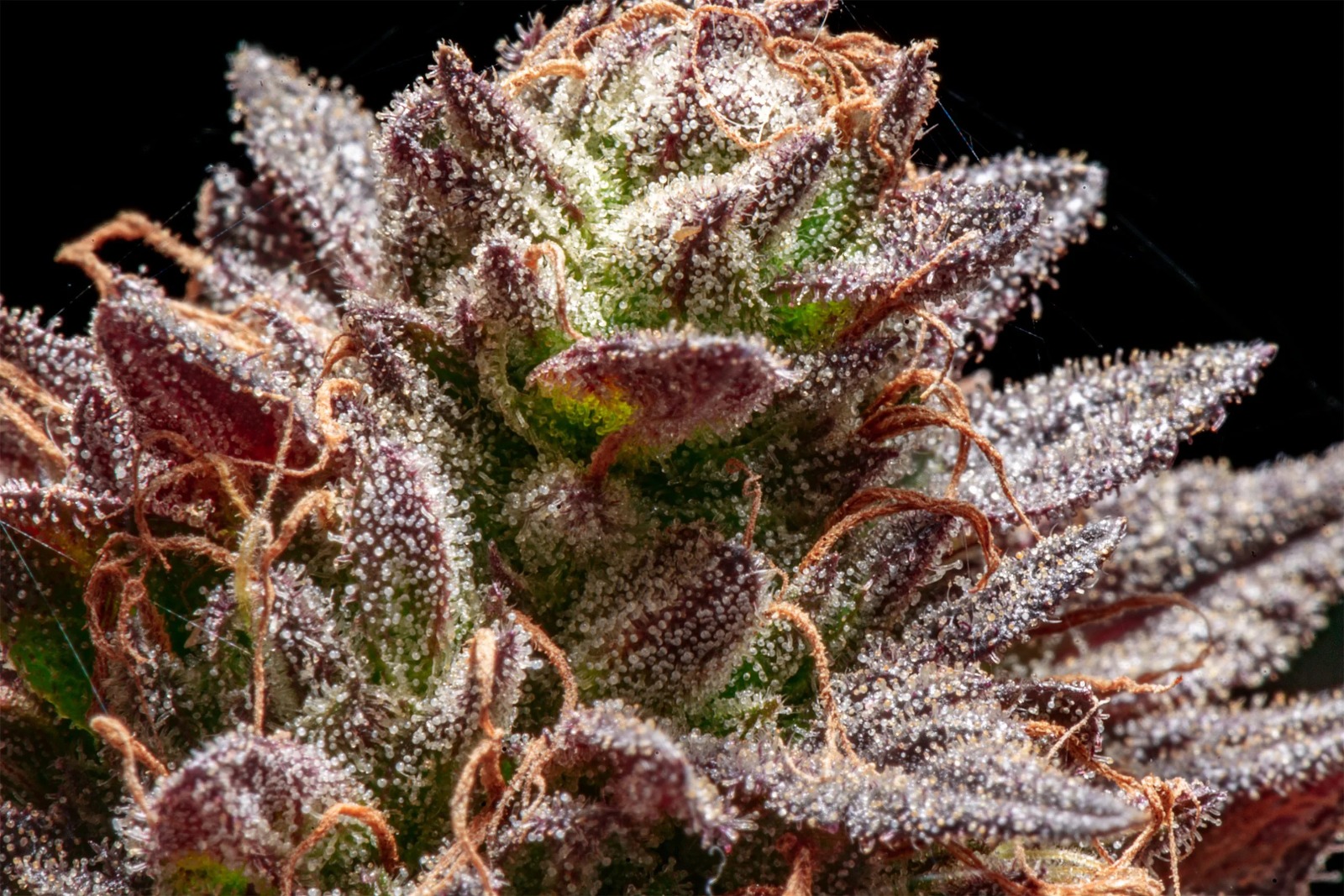 Buy Weed Online Australia – Patterns in Online Cannabis Searches