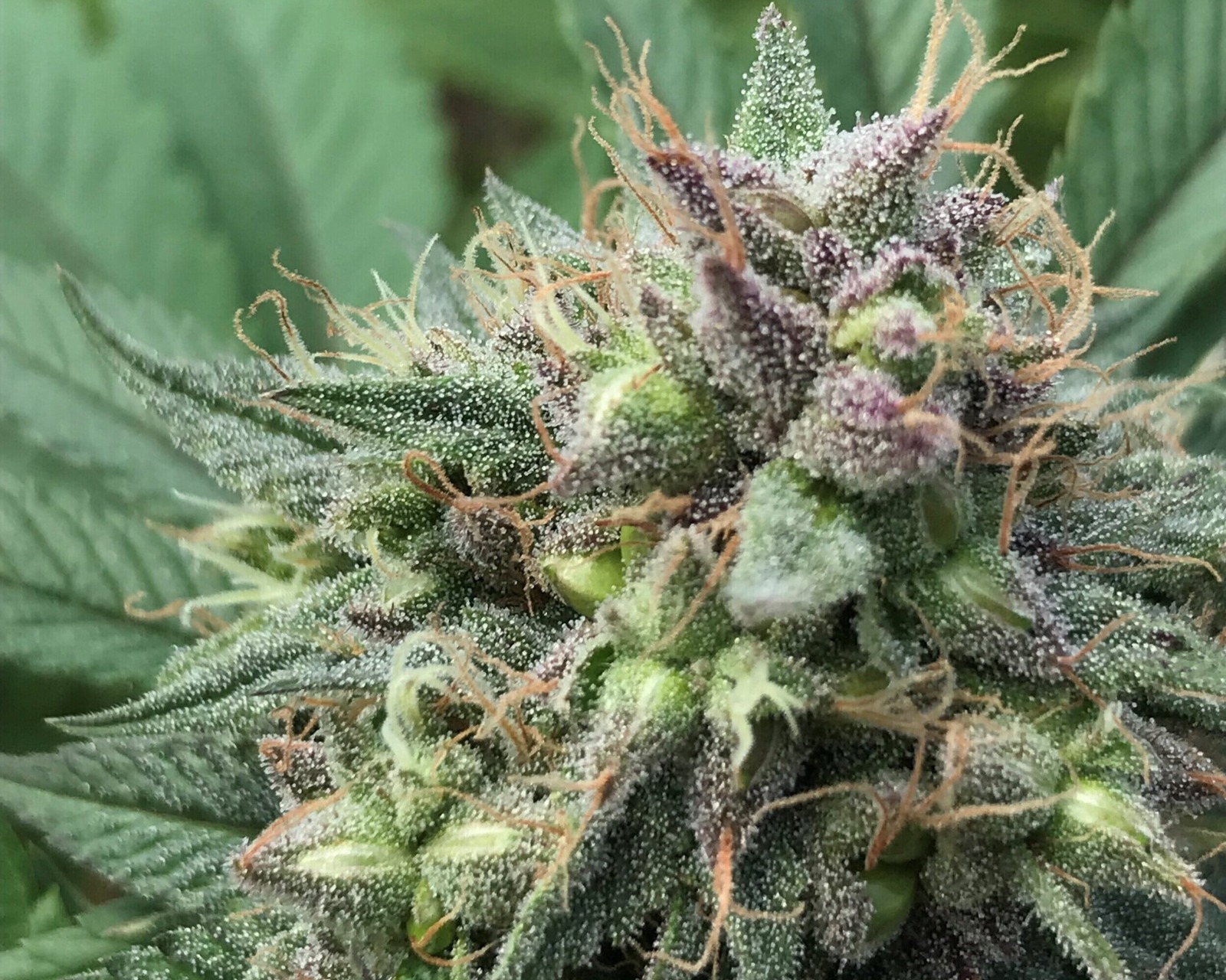 Buy Weed Online Australia – Patterns in Online Cannabis Searches