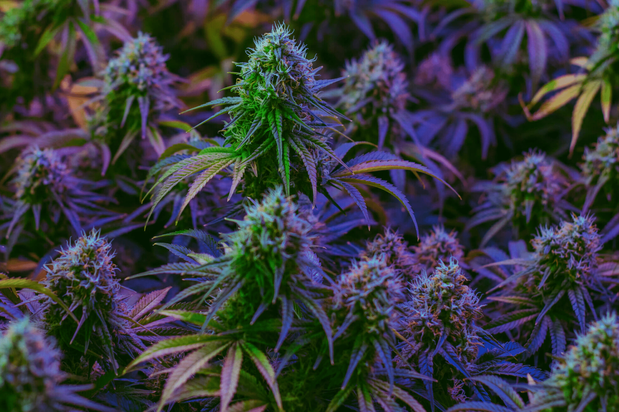 Shop CBD