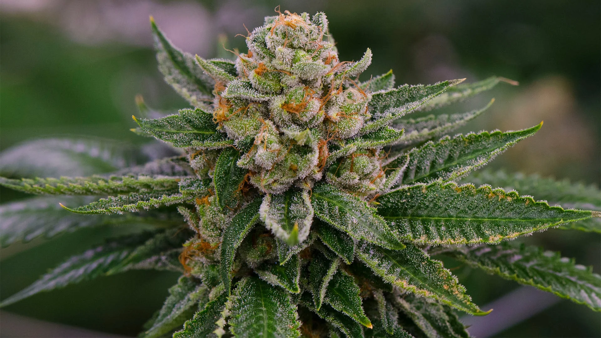THCA Flower UK: Common Misconceptions and Facts