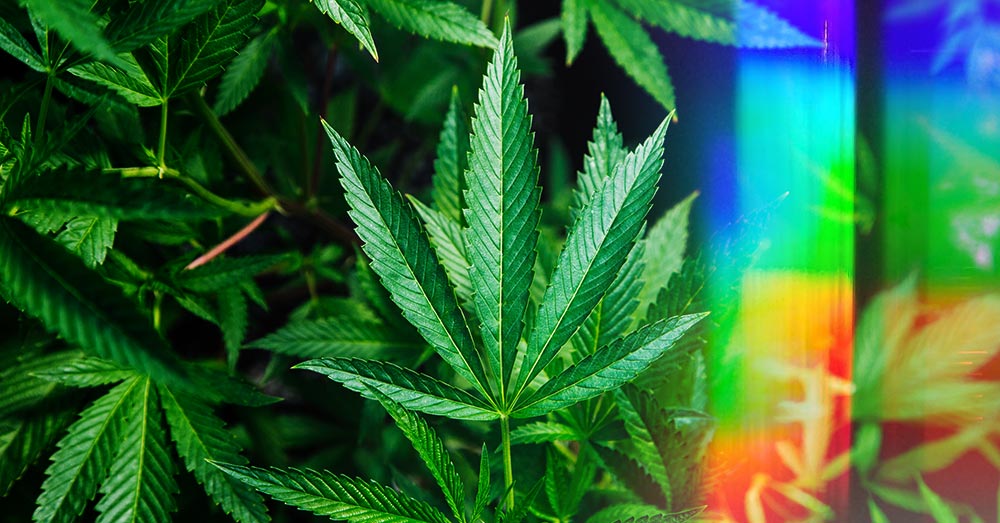 Shop CBD Today for Premium Quality Hemp Wellness Solutions
